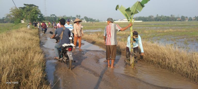 Kecewa Tak Kunjung Diperbaiki, Warga Pebayuran Tanam Pohon Pisang di Jalan Rusak