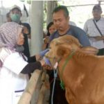 230 Hewan Ternak di Karawang Terjangkit Penyakit Mulut dan Kuku