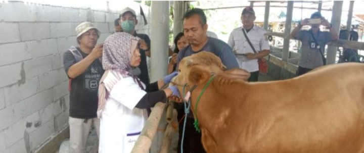 230 Hewan Ternak di Karawang Terjangkit Penyakit Mulut dan Kuku