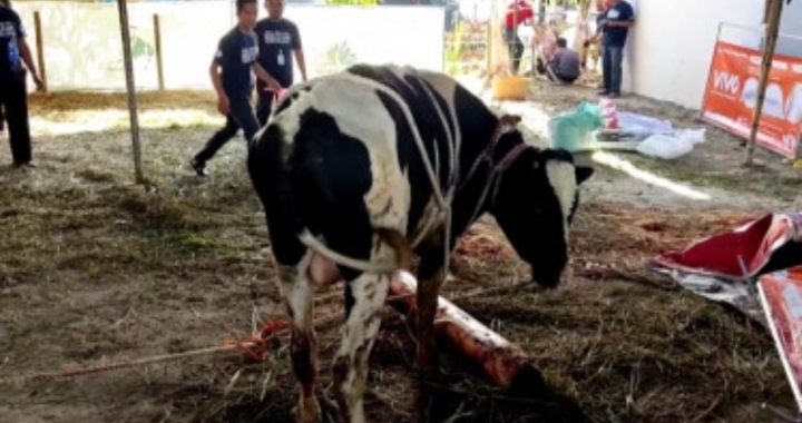 Seekor Sapi Kurban di Bandung Ngamuk saat Hendak Dipotong