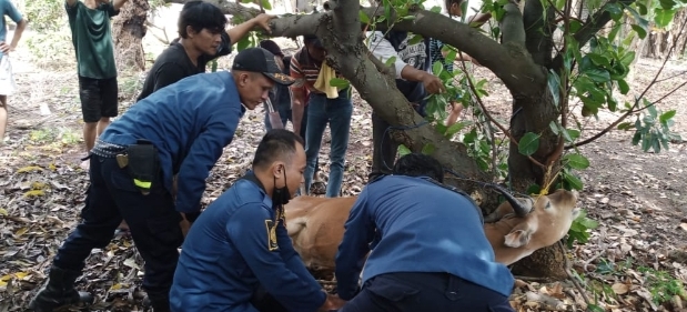 Sapi Kurban Lepas Bikin Geger Warga di Palumbonsari, 5 Petugas Damkar Karawang Turun Tangan