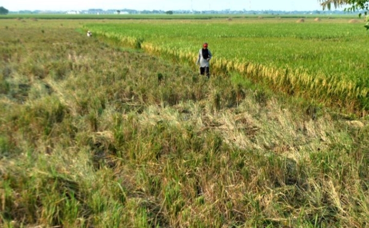 Ratusan Hektar Sawah di Bekasi Terancam Gagal Panen, Akibat Kekeringan