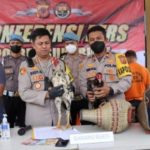 50 Ribu Satu Ronde, 4 Pelaku Judi Sabung Ayam di Sukabumi Diamankan Polisi