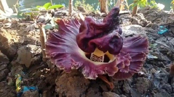 Fenomena langka Kemunculan Bunga Bangkai di Kebun Singkong, Hebohkan Warga Kabupaten Bekasi