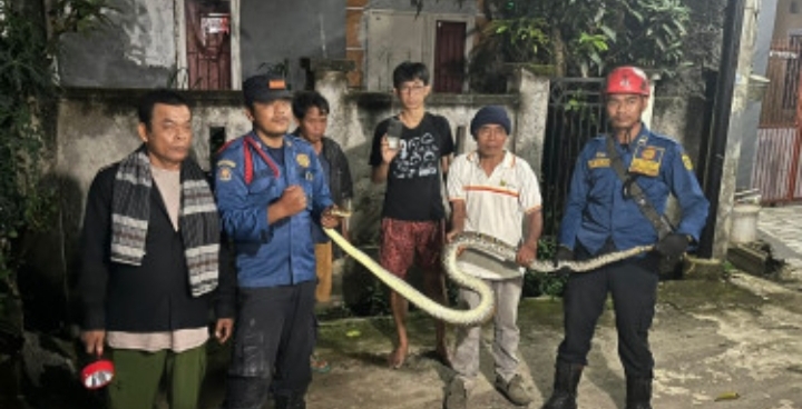 Merinding! Ular Piton Panjang 3 Meter “Ngumpet” di Kolong Tempat Tidur, Bikin Kaget Warga Bogor