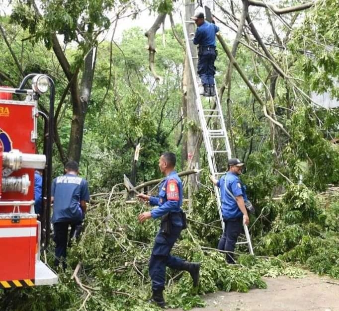 Antisipasi Pohon Tumbang, Damkar Karawang Lakukan Giat Pemotongan Pohon