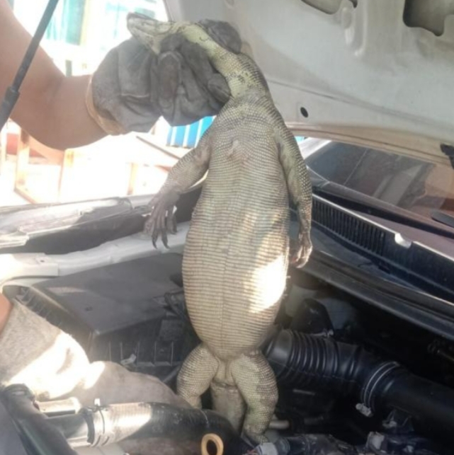 Warga Karawang Kaget, Temukan Biawak 1,3 Meter Bersarang Didalam Mesin Mobil