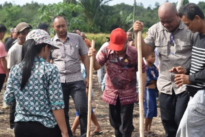 Bupati Nias Utara hadiri pelaksanaan penanaman perdana jagung di tiga Desa Di kecamatan Alasa