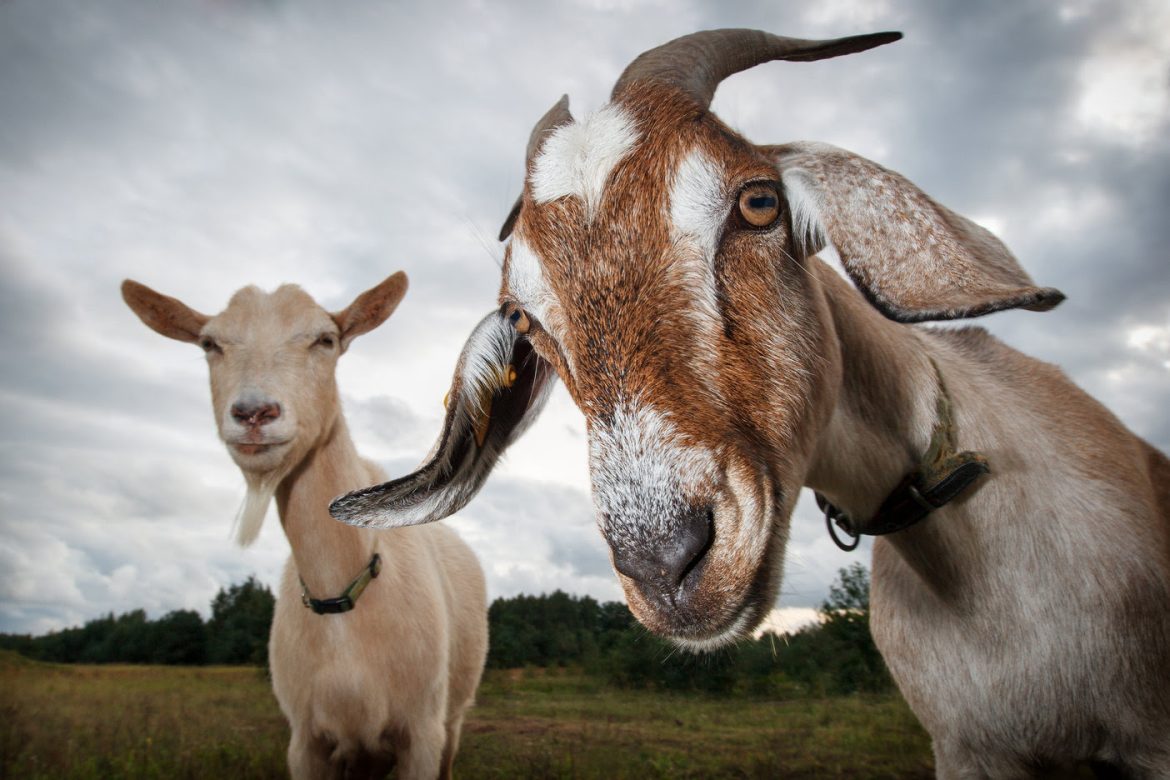 Pencurian Sadis dan Aneh di Bekasi! 5 Ekor Kambing Dipotong Dikandang, Hanya sisakan Jeroan