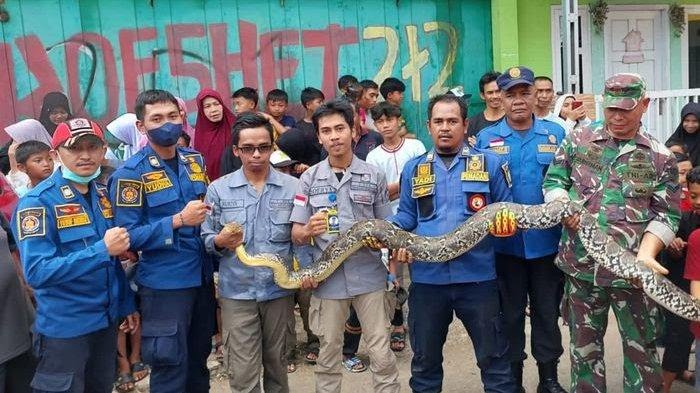 Bikin Kaget, Ular Sanca 3,5 Meter Ngumpet di Sumur Warga Sukabumi