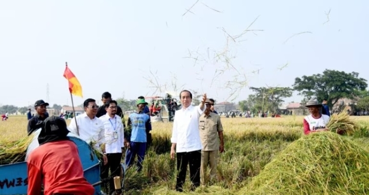 Panen Padi di Ciasem Subang, Presiden Jokowi: Diharapkan Tambah cadangan Beras Kita