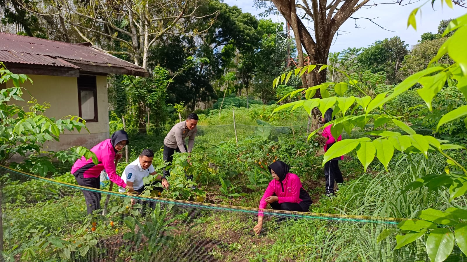 Bhayangkari Polsek Kotarih Perawatan Kebun P2L