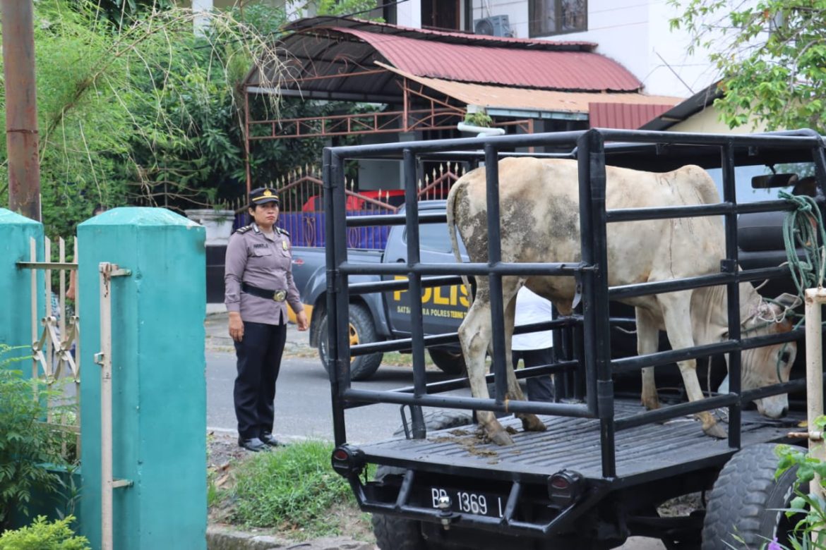 Kapolres Tebing Tinggi Serahkan Hewan Qurban Ke MUI Kota Tebing Tinggi