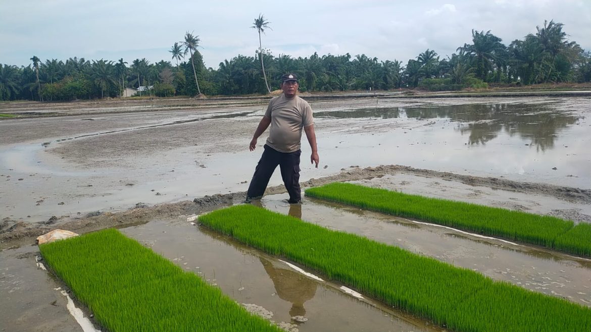 Bhabinkabmas Polsek Medang Deras Tingkatkan Ketahanan Pangan