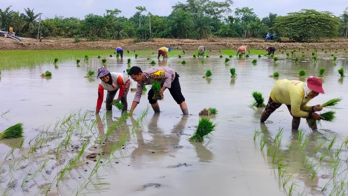 Polsek Medang Deras Binluh Ketahanan Pangan, Wujud Dukung Program 100 Hari Kerja Presiden RI