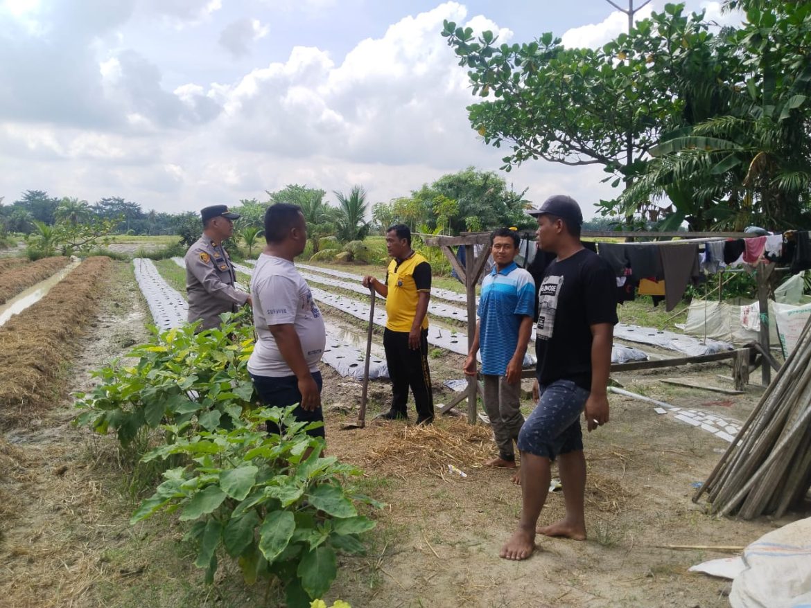 Dukung Program Ketahanan Pangan Nasional, Bhabinkamtibmas Polsek Labuhan Ruku Binluh Pertanian