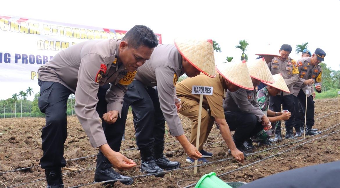 Kapolres Tebing Tinggi Penanaman Perdana Bibit Jagung di Dolok Merawan