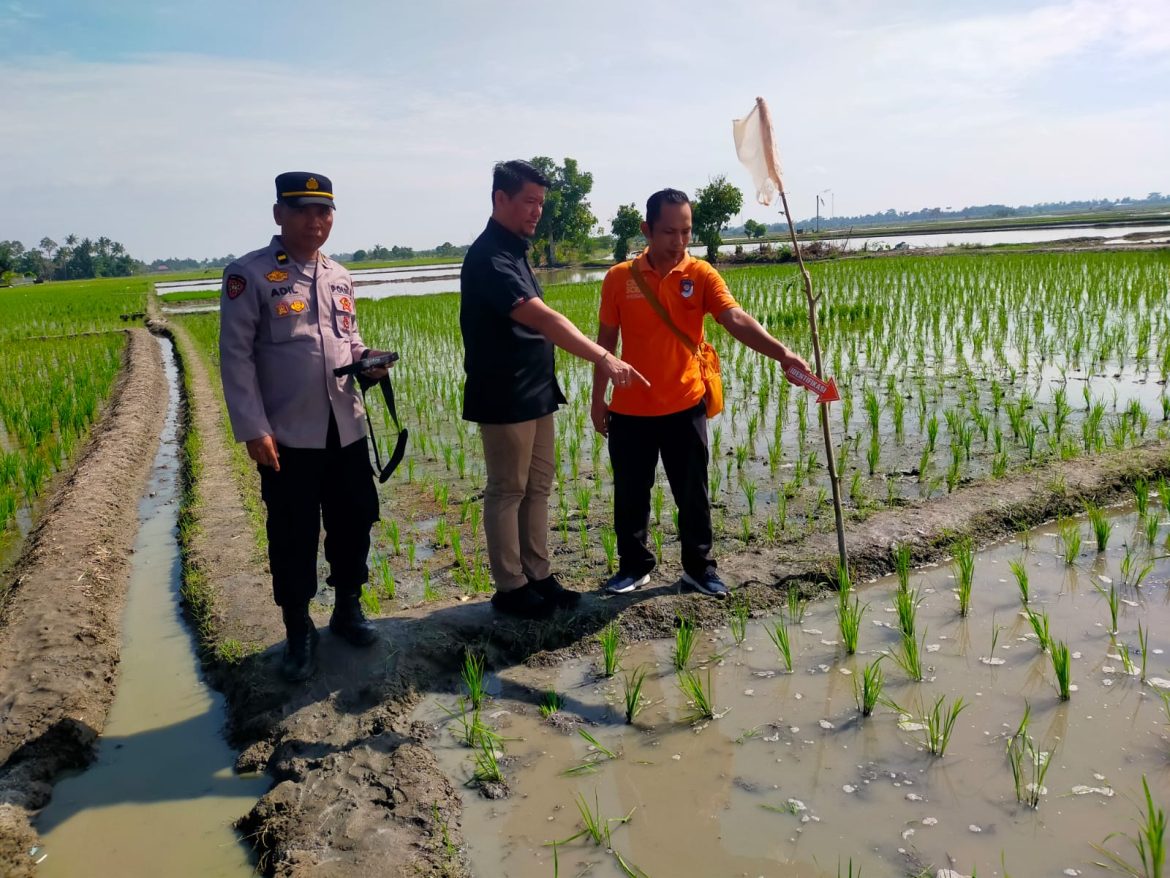 Polsek Firdaus Cek Lokasi Penemuan Mayat di Persawahan