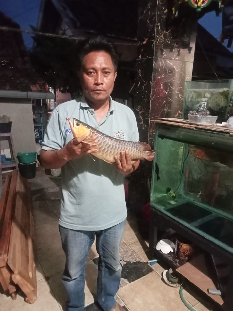 Arowana Super Red Seharga 20 Juta Mati Gara Gara Listrik Sering Padam di Banyuates Sampang 