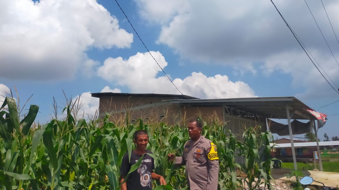 Polsek Medang Deras Koordinasi dan Pengecekan Lahan Ketapan