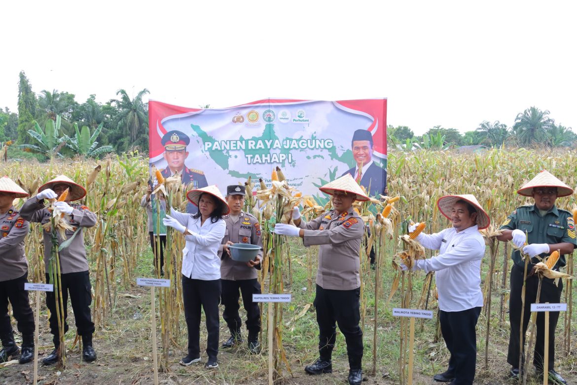 Dukung Ketapang, Kapolres Tebing Tinggi Pimpin Panen Raya Jagung Tahap I