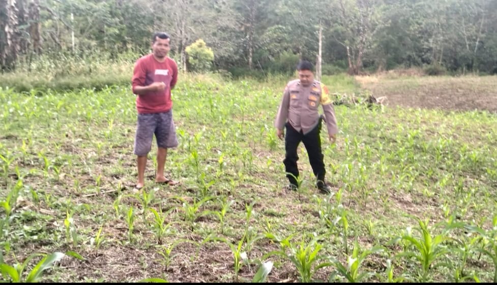 Bhabinkamtibmas Polsek Sukaramai Dukung Ketahanan Pangan Cek Lahan Jagung