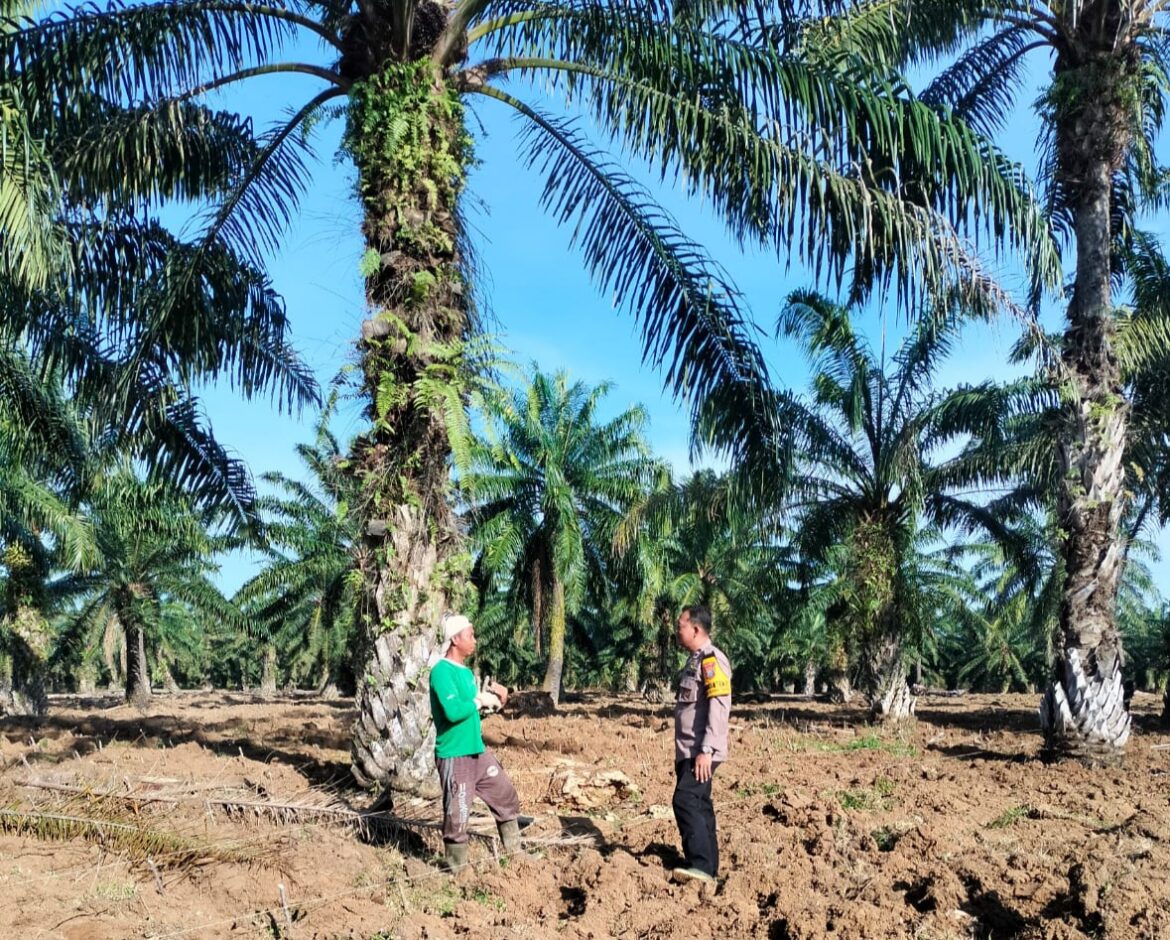 Bhabinkamtibmas Polsek Tebing Tinggi Monitoring Perbaikan Jalan dan Penanaman Ubi