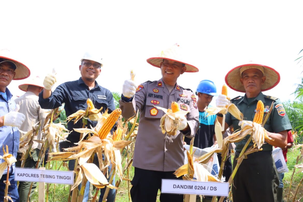 Polres Tebing Tinggi Panen Raya Jagung Ketahanan Pangan Nasional