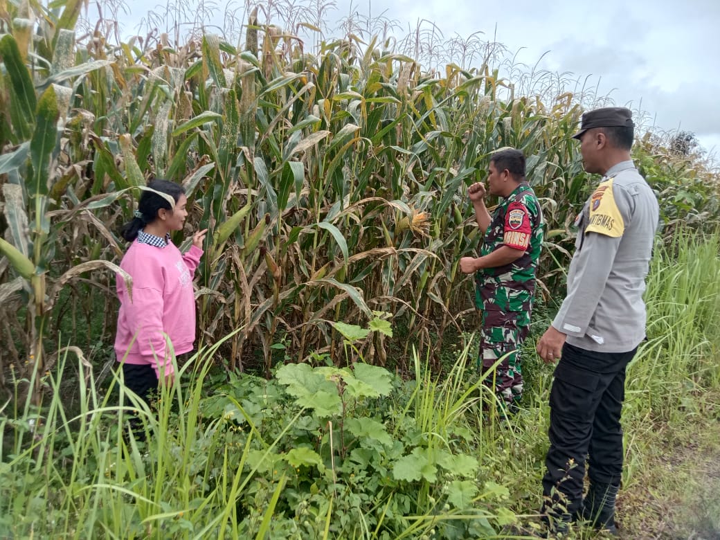 Bhabinkamtibmas Polres Pakpak Bharat Sinergitas Dengan Babinsa Dan PPL Tinjau Lahan Ketapang Siap Panen Perdana