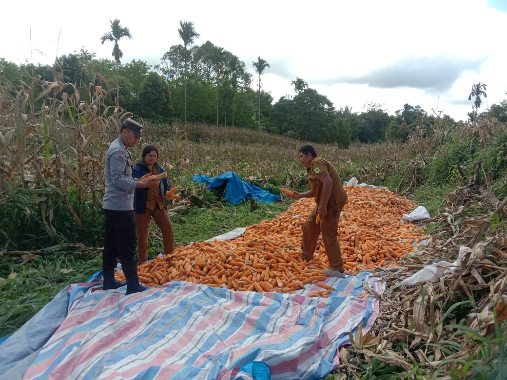 Bhabinkamtibmas Polres Pakpak Bharat dan Perangkat Desa Sinergitas Bantu Petani Jagung Panen