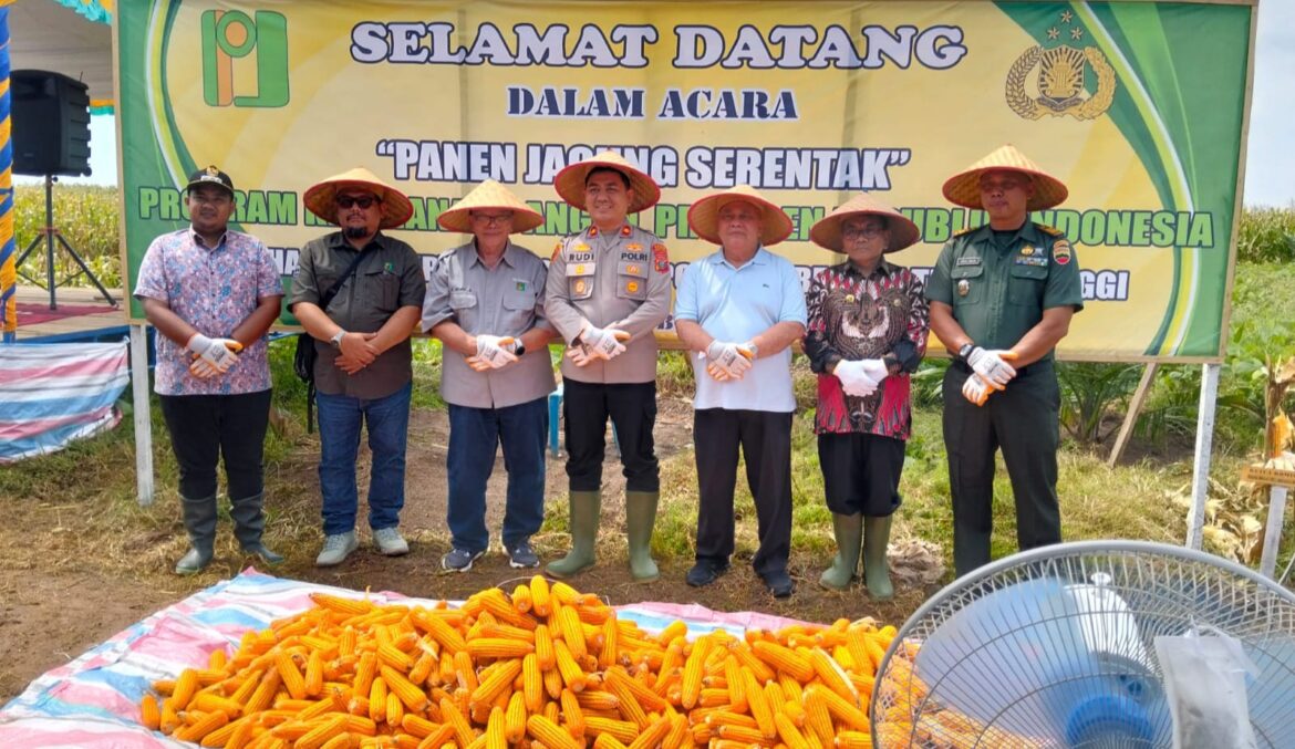Wakapolres Tebing Tinggi Kompol Rudi Syahputra, S.Kom Panen Raya Jagung di Desa Laut Tador
