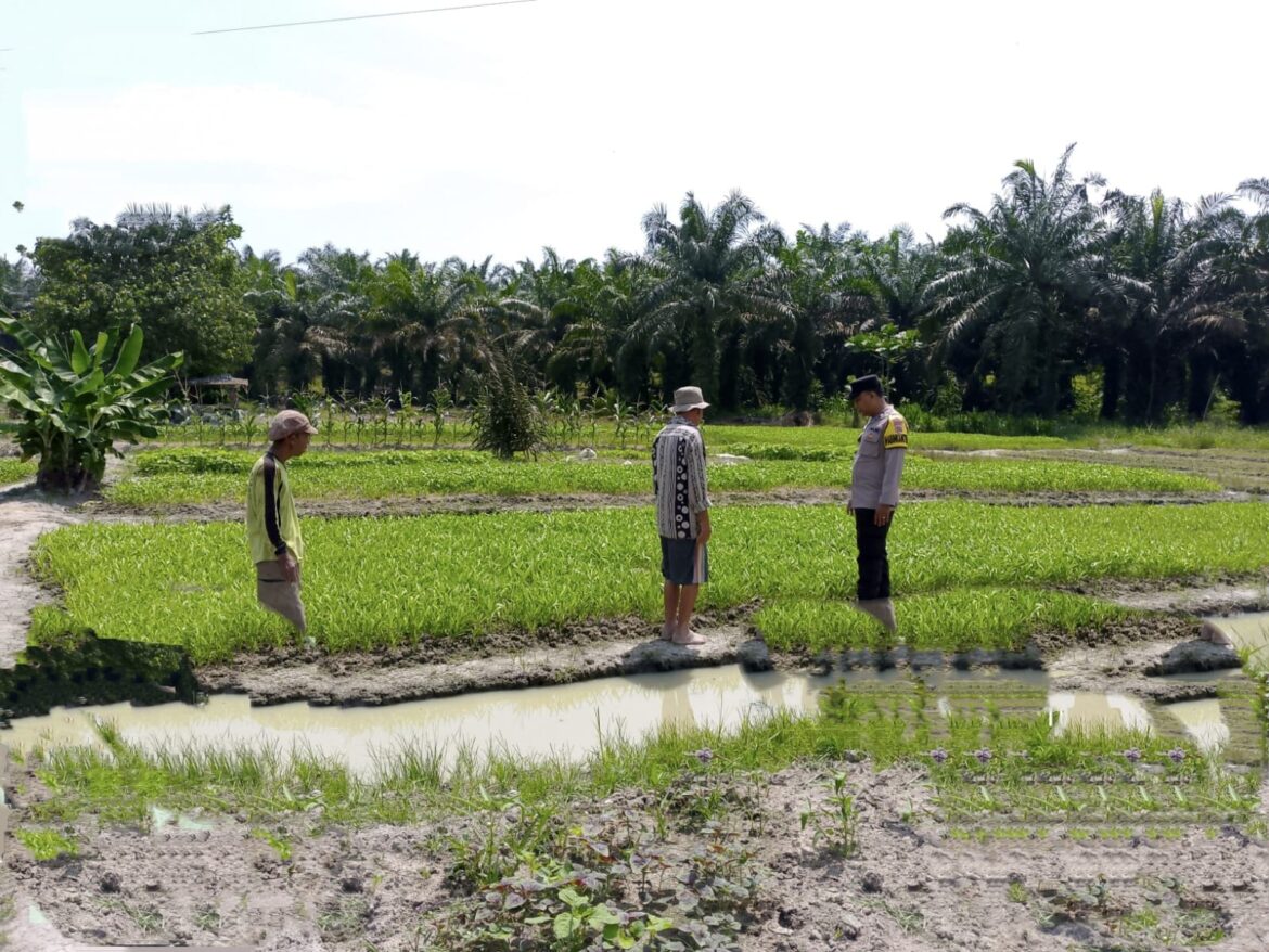 Dukung Asta Cita Polsek Lima Puluh Cek Lahan Ketahanan Pangan