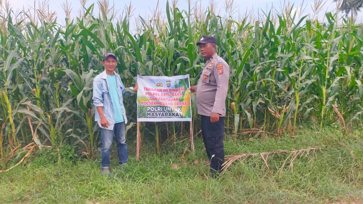 Polsek Lima Puluh Tinjau dan Cek Lahan Ketahanan Pangan