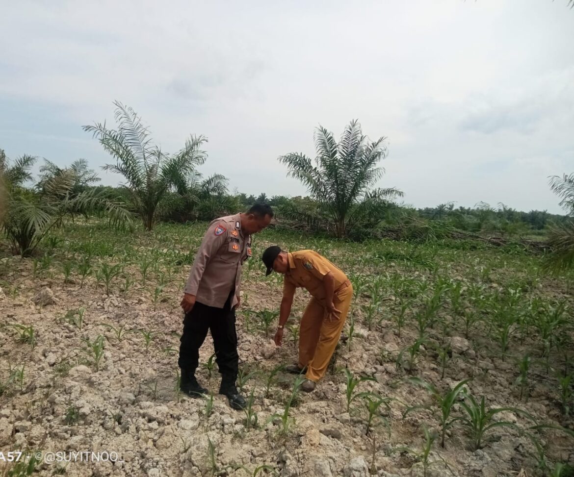 Bhabinkamtibmas Polsek Indrapura Cek Lahan Ketahanan Pangan