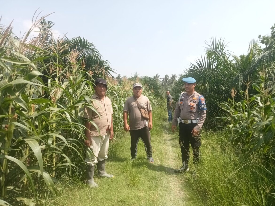 Polsek Labuhan Ruku Dukung Asta Cita, Cek Lahan Ketahanan Pangan