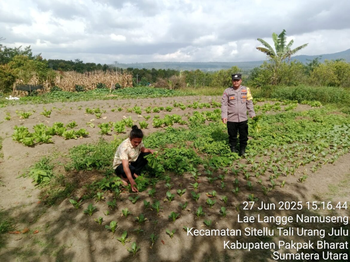 Tanaman Tumpang Sari Dukung Program Ketahanan Pangan Di Kabupaten Pakpak Bharat