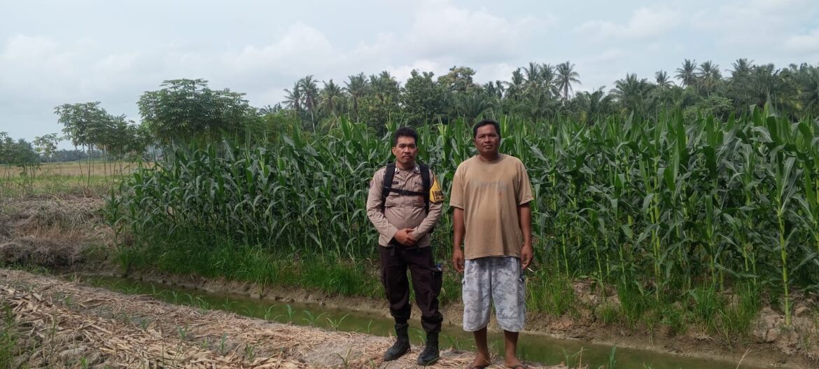 Dukung Ketahanan Pangan Polsek Lima Puluh Cek Lahan Percontohan