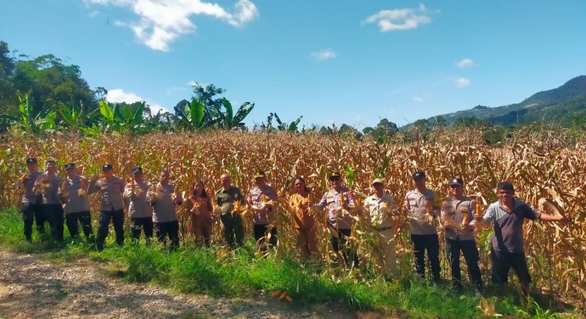 Panen Raya Jagung Polres Pakpak Bharat Tunjukkan Komitmen Dukung Ketahanan Pangan