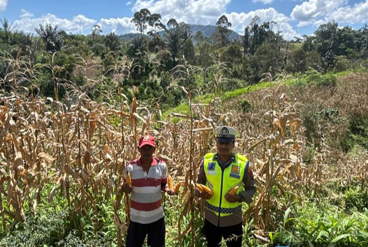 Satu Polisi Satu Desa Bantu Masyarakat Panen Raya Jagung Ketahanan Pangan