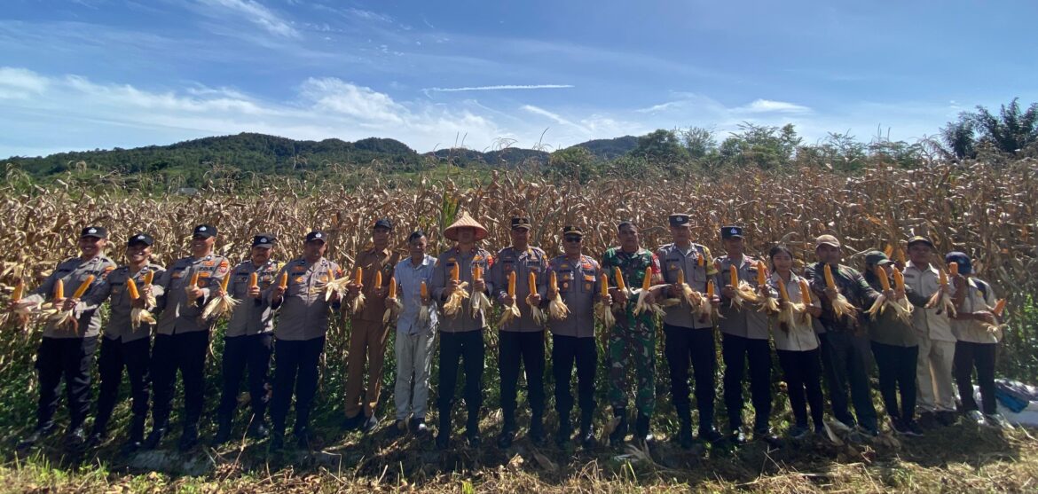 Dukung Program Ketahanan Pangan Menuju Indonesia Emas 2045 Polres Pakpak Bharat Panen Raya Jagung