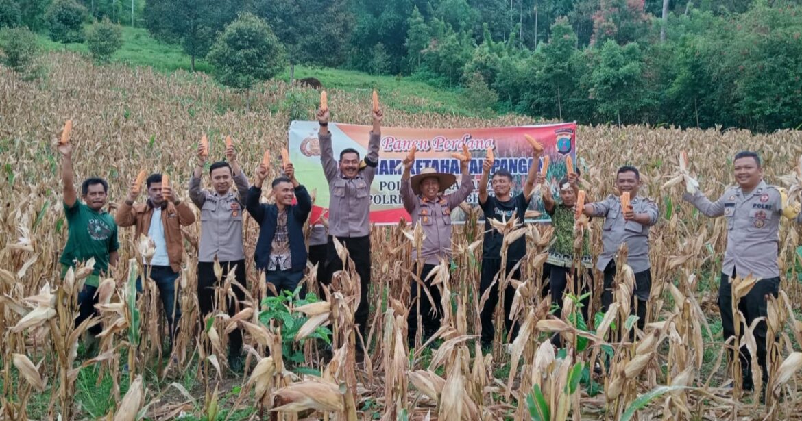 Polsek Sukaramai Bersama Forkopimca Panen Perdana Jagung Kuartal II Dukung Ketahanan Pangan 2025