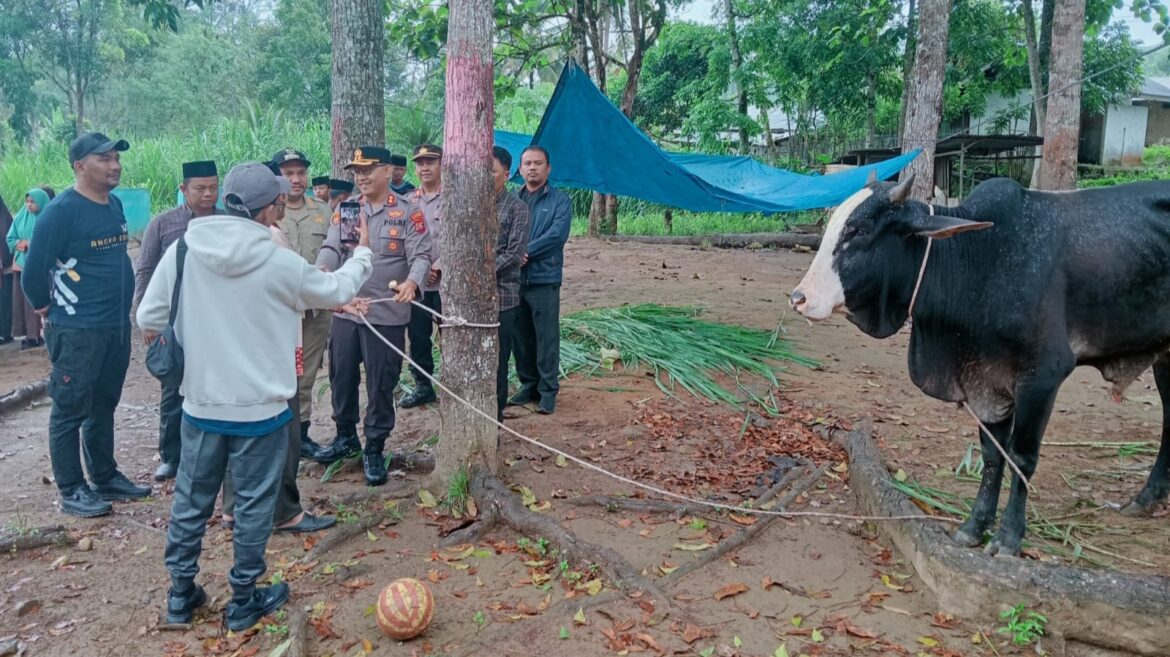 Idul Adha 1446 H Kapolres Pakpak Bharat Berikan Bantuan Sapi Dari Kapolda Sumut Kepada Pesantren As Syahaadah