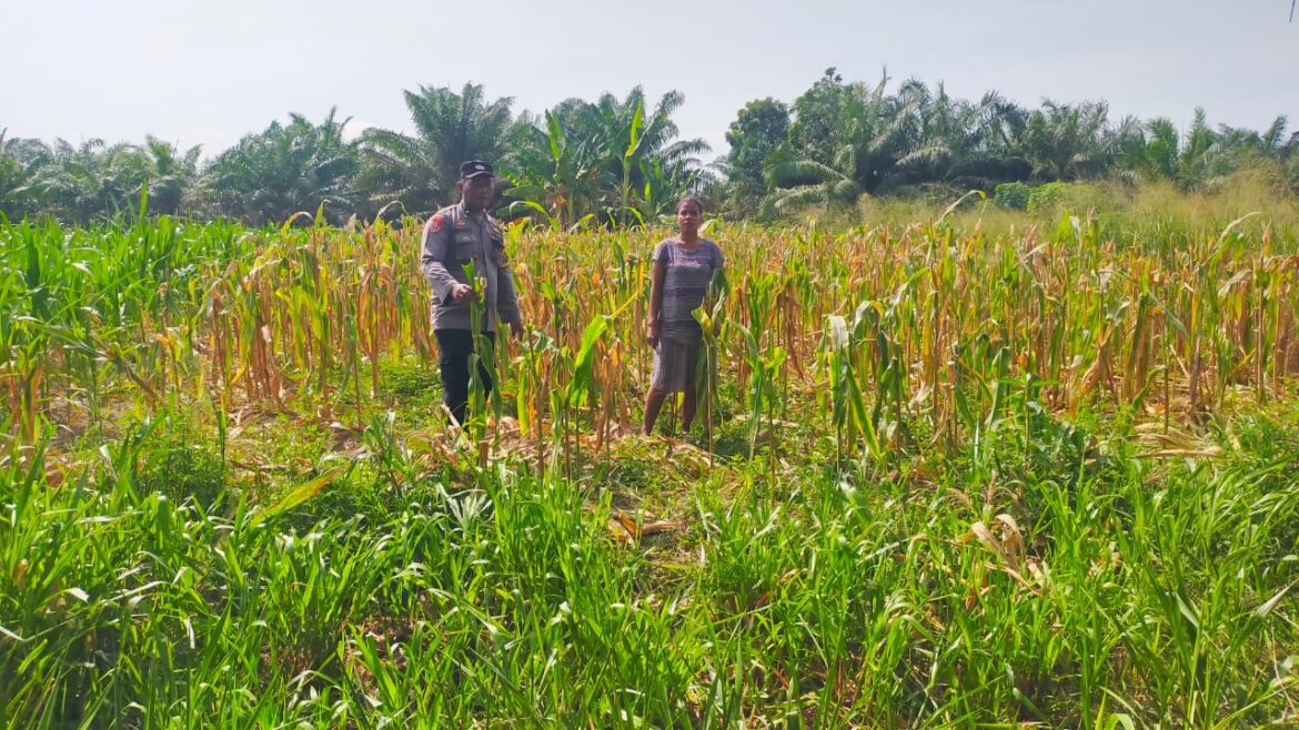 Polsek Medang Deras Cek Lahan Percontohan Ketahanan Pangan