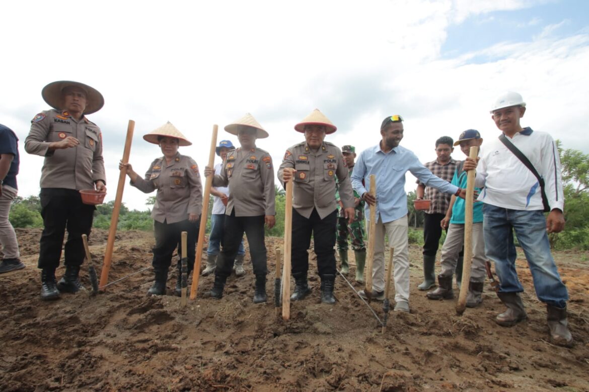 Dukung Ketahanan Pangan Polres Sergai Tanam Jagung 2 Hektar