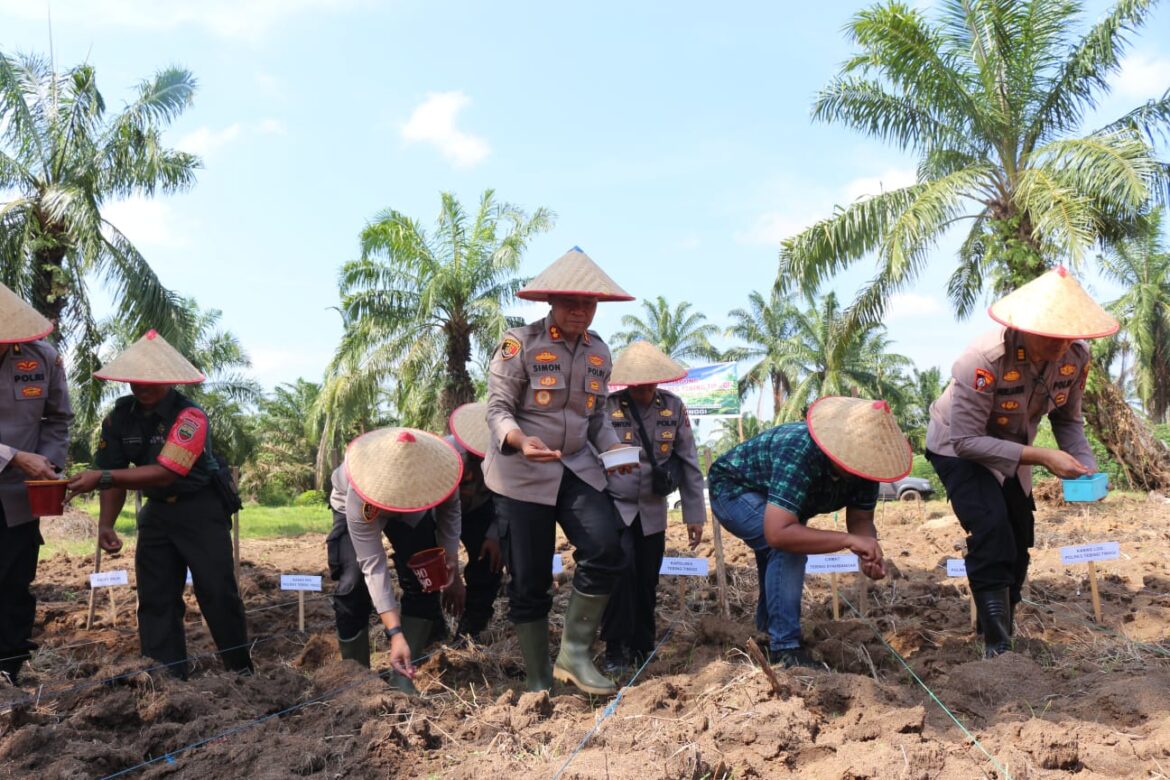 Kapolres Tebing Tinggi Tanam Jagung di Lahan Produktif Dukung Ketahanan Pangan